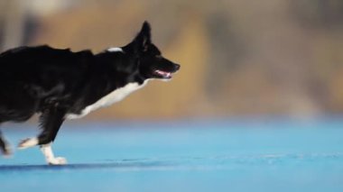 Collie Border neşeyle koşar ve donmuş bir gölde oynar. Kış buz macerasının tadını çıkarır.