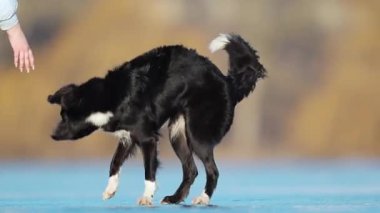 Enerji Sınırı Collie heyecan ve eğlence dolu buzlu bir gölde süratle koşar ve kayar.