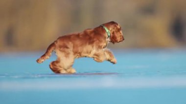 Enerjik Spaniel buzun üzerinden atlar ve neşeyle soğuğu kutlar.