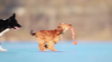 İki oyuncu köpek donmuş bir yüzeyde oyuncak için yarışıyor ve güreşiyorlar, şaşırtıcı derecede ağır çekimde 4K