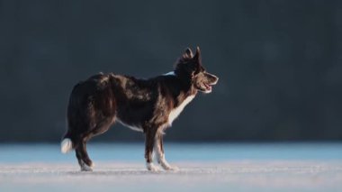 Aktif Sınır Collie koşuyor ve donmuş bir göle atlıyor, kış eğlencesini kucaklıyor.