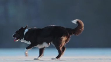Neşeli Sınır Collie donmuş bir göl üzerinde yarışıyor, karlı ve buzlu bir arazide eğleniyor.