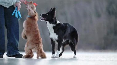 Enerjik Spaniel ve Sınır Collie neşeyle buzlu gölde koşar, eğlenceli bir kış macerasının tadını çıkarırlar.