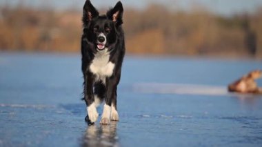 Heyecanlı Sınır Collie koşar ve donmuş bir gölde süzülür, kışın soğuğunun tadını çıkarır.