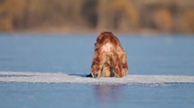 Heyecanlı Spaniel buz yüzeyini keşfediyor, atlıyor ve kış mutluluğunda koşuyor.