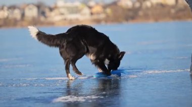 Oyuncu Border Collie buzda bir ahtapot oyuncağını kırbaçlıyor, kış eğlencesinin tadını çıkarıyor.