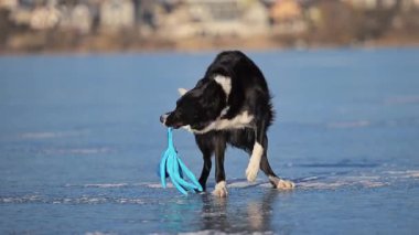 Oyuncu Border Collie, enerji dolu donmuş bir gölde bir ahtapotu yan yana kırbaçlıyor.