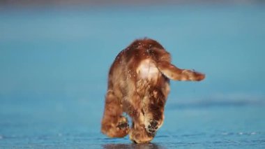 Enerji dolu Altın Spaniel, neşe ve heyecan dolu donmuş bir göl boyunca sıçrıyor ve koşuyor.