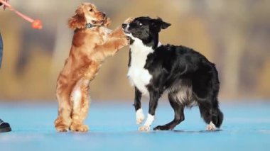 İki oyuncu köpek, bir Spaniel ve Border Collie, birbirlerini buzlu gölde kovalıyorlar, kışın tadını çıkarıyorlar.