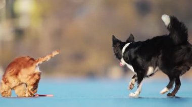 Collie ve Spaniel 'in buzlu arazide oynayıp bir oyuncak çalması.
