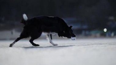 Happy Border Collie donmuş gölde ağır çekimde koşuyor.