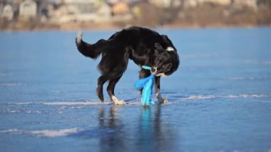 Enerji Sınırı Collie dondurulmuş zemine bir ahtapot oyuncağı fırlattı, eğlenceli karlı sahne