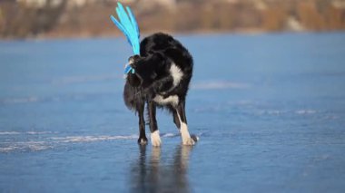 Siyah ve beyaz Border Collie buzda bir ahtapot oyuncağı çeviriyor, neşeli kış oyunu