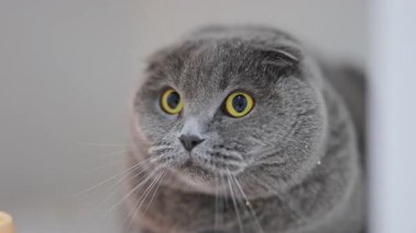 Şok olmuş İskoç kedisi, geniş sarı gözlü, komik ve sevimli 4K 'da yakın plan.