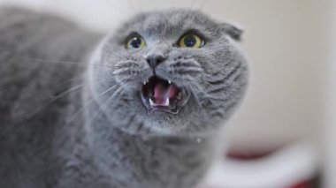 Duygusal İskoç kedisi savunmada tıslıyor, geniş sarı gözler ve açık bir ağız.