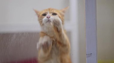 Tatlı turuncu kedi pençelerini cama bastırıyor, yavaş çekimde aşka uzanıyor.