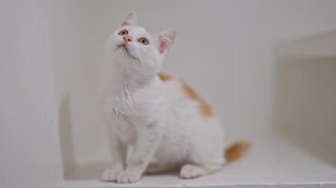 Neşeli beyaz ve kızıl kedi yavrusu ilginç bir şekilde beyaz arka planda etkileşime girer, yavaş çekimde.