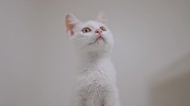 Tüylü beyaz kedi yavrusu, zencefilli detaylarla neşeyle beyaz arka planda oynuyor, yumuşak sinematik odak
