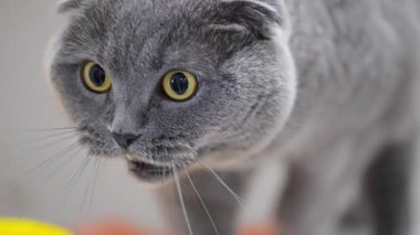 Büyük sarı gözlü, etkileyici ve komik, şaşırmış bir İskoç kedisine yakın çekim.