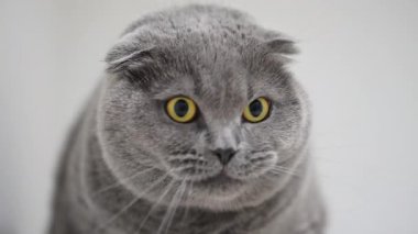 Komik İskoç kedisi. Şok olmuş gözlerle yakından bak. Şaşırmış ve sevimli görünüyor.