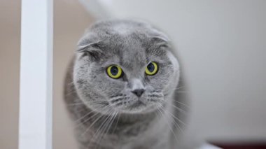 Sarı gözlü İskoç kedisi şaşkın, şaşkın ve şaşkın bir şekilde kameraya bakıyor.