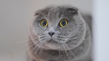 Meraklı İskoç kedisi altın gözlü şaşırmış bir tepkiyle kameraya bakıyor.