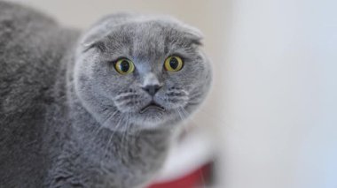 Sarı gözlü İskoç kedisi saldırganca tıslıyor, şaşkınlık ve korku gösteriyor.