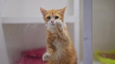 Yumuşak kırmızı kedi cama vuruyor, sahibini görmek için heyecanlanıyor, yavaş çekimde ilgi istiyor.