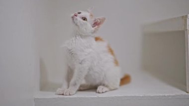Kızıl benekli sevimli beyaz kedi yavrusu ilginç bir şekilde beyaz arka planda, yavaş çekimde 4K oynuyor.