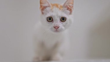 Kızıl detayları olan küçük beyaz kedi yavrusu minimalist parlak beyaz arka planda sevimli bir şekilde oynar, 4K