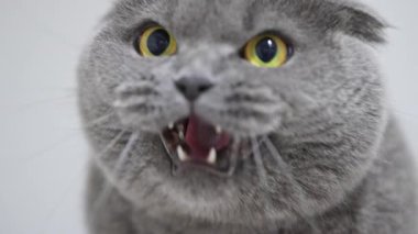 Islık çalan İskoç kedisi, geniş sarı gözlü, sürpriz, korku ve saldırganlığı ifade ediyor.