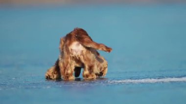 Neşeli Cocker Spaniel buzlu arazide koşuyor, atlıyor ve kış gününün tadını çıkarıyor.