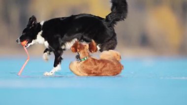 Komik Spaniel bir Border Collie 'ye koşuyor ve komik bir şekilde kayıyor, komik ve beklenmedik bir an yaratıyor.