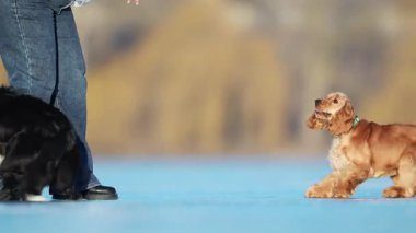 Mutlu Spaniel ve Sınır Collie koşuyor ve buz tutmuş gölde oynuyorlar, enerji ve heyecan dolu.