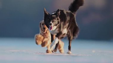 Hızlı hareket eden Collie ve Spaniel yavaş çekimde yakalanan buz üzerindeki bir oyuncak için yarışıyorlar.