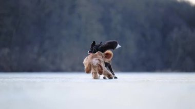 Canlı Spaniel ve Sınır Collie donmuş bir göle doğru koşar ve kışın serin havasının tadını çıkarırlar.
