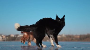 Border Collie, buz gibi zeminde bir ahtapot oyuncağını şaklabanca kırbaçlıyor. Enerji dolu ve kış heyecanı dolu.