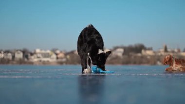 Enerjik köpek ahtapot oyuncağını buza atar, Border Collie kışın dışarıda eğlenmeyi sever.