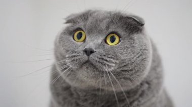 Yuvarlak sarı gözlü İskoç kedisi komik ve anlamlı bir portreye bakıyor.
