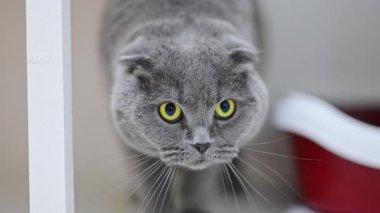 Büyük sarı gözlü komik İskoç kedisi şaşırmış görünüyor, saf merakını ifade ediyor.