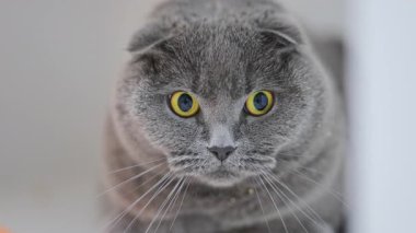 Katlanmış kulakları ve büyük sarı gözleri olan sevimli bir kedi. Şok olmuş, komik ve duygusal görünüyor.