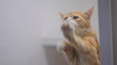 Pencere kenarındaki sevimli kedi pençeleri yavaş çekimde, insan için sevgi ve heyecan ifade ediyor.