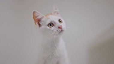 Beyaz ve kızıl kürklü şirin kedi yavrusu tatlı bir şekilde beyaz arka planda, 4K yavaş çekimde etkileşime girer.