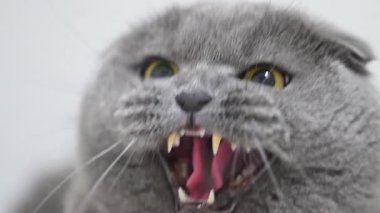 Duygusal gri İskoç kedisi şiddetle tıslıyor, ağzı açık, tepkisi geniş.