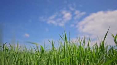 Açık mavi gökyüzünün altında canlı yeşil alan, sinematik ağır çekimde sakin doğa.