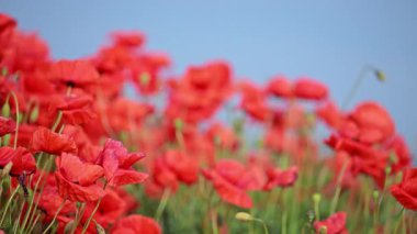 Kızıl kır çiçekleri güneşte hafifçe hareket eder