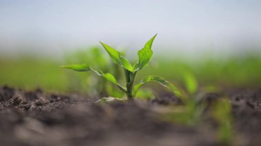 Genç mısır tarlası yavaş esintide nefes alıyor, sıralar keskin ve gür