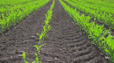 Rüzgar taze mısır yapraklarını sallıyor, canlı ve canlı.