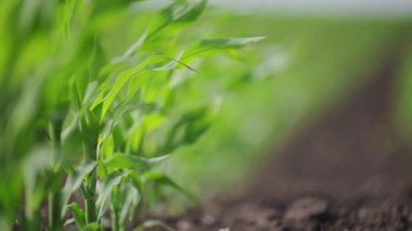 Sallanan mısır filizleri, taze, yeşil uyum içinde büyüyor.