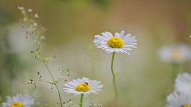 Yeşil bir yaz çayırında sallanan papatyaların yakın çekimi